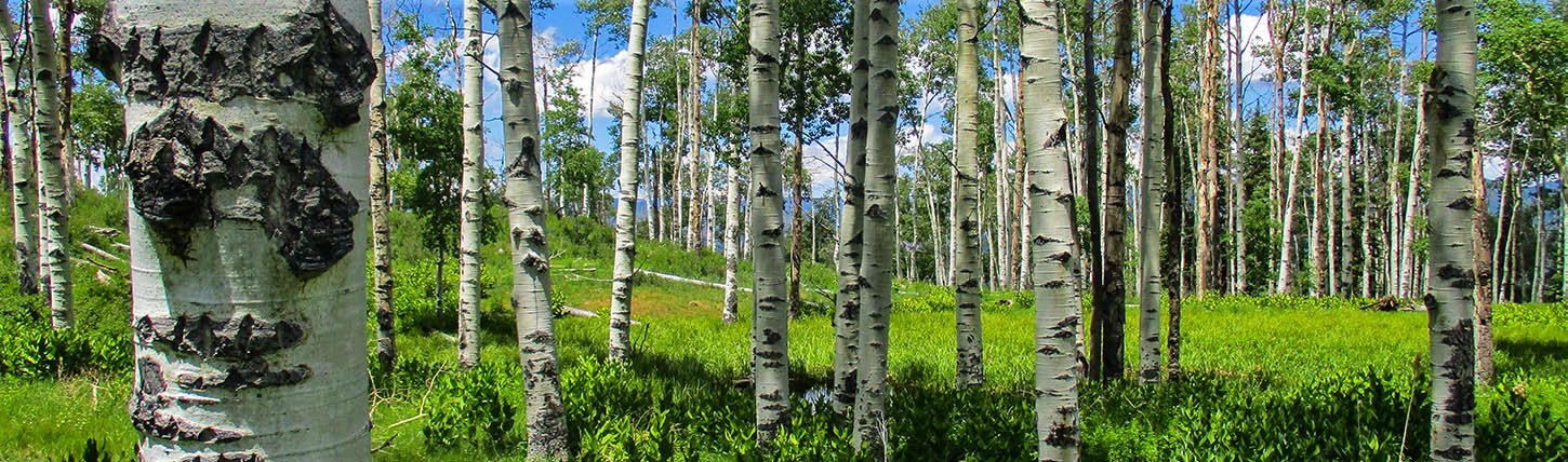 Corey'S Blog 32 Fmphoto1 Aspenstandpitkincounty 1450W
